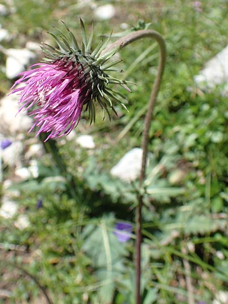 Carduus defloratus subsp. glaucus \ Blaugrne Alpen-Distel, Blaugrne Dickblatt-Ringdistel / Bluegreen Alpine Thistle, A Kärnten/Carinthia, Petzen 8.8.2016