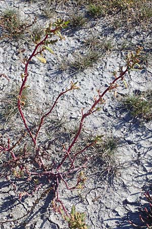Chenopodium glaucum \ Blaugrüner Gänsefuß / Oak-Leaved Goosefoot, Glaucous Goosefoot, A Seewinkel,  Apetlon 23.9.2022