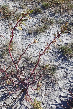 Chenopodium glaucum \ Blaugrner Gnsefu / Oak-Leaved Goosefoot, Glaucous Goosefoot, A Seewinkel, Apetlon 23.9.2022