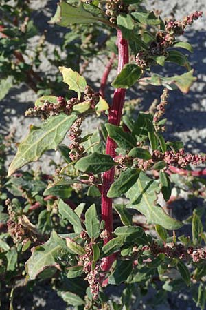 Chenopodium glaucum \ Blaugrner Gnsefu / Oak-Leaved Goosefoot, Glaucous Goosefoot, A Seewinkel,  Apetlon 23.9.2022