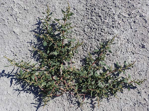 Chenopodium glaucum \ Blaugrner Gnsefu / Oak-Leaved Goosefoot, Glaucous Goosefoot, A Seewinkel,  Apetlon 23.9.2022