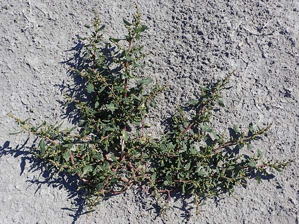 Chenopodium glaucum \ Blaugrner Gnsefu / Oak-Leaved Goosefoot, Glaucous Goosefoot, A Seewinkel, Apetlon 23.9.2022