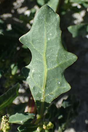 Chenopodium glaucum \ Blaugrner Gnsefu / Oak-Leaved Goosefoot, Glaucous Goosefoot, A Seewinkel,  Apetlon 23.9.2022