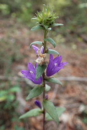 Campanula glomerata \ Knuel-Glockenblume / Clustered Bellflower, A Hainburg 25.9.2022