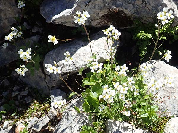 Arabidopsis halleri \ Hallers Schaumkresse, A Traweng 8.7.2020