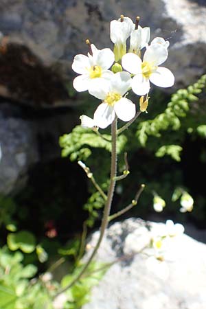 Arabidopsis halleri \ Hallers Schaumkresse / Haller's Rock-Cress, A Traweng 8.7.2020