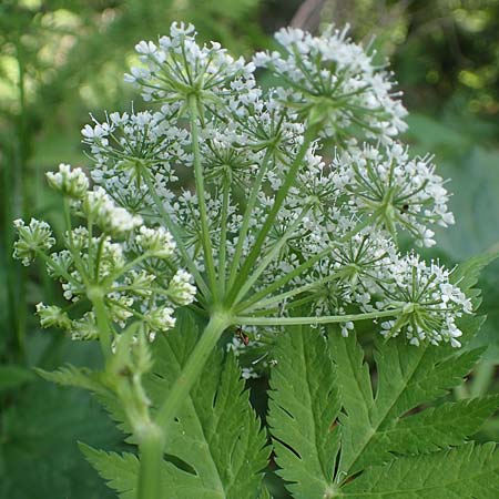 Chaerophyllum hirsutum \ Berg-Klberkropf / Hairy Chervil, A Pusterwald 29.6.2021