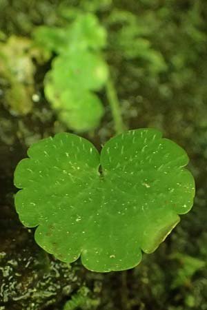 Chrysosplenium alternifolium \ Wechselblttriges Milzkraut, Gold-Milzkraut / Alternate-Leaved Golden-Saxifrage, A Deutschlandsberger Klause 30.6.2022