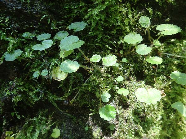 Chrysosplenium alternifolium \ Wechselblttriges Milzkraut, Gold-Milzkraut, A Deutschlandsberger Klause 30.6.2022