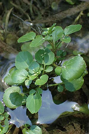 Cardamine hirsuta \ Vielstngeliges Schaumkraut, Behaartes Schaumkraut / Hairy Bitter-Cress, A Villach-Warmbad 4.7.2022