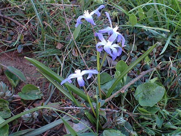 Scilla luciliae x siehei / Hybrid Squill, A Hainburg 3.4.2023