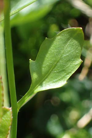 Arabidopsis halleri \ Hallers Schaumkresse / Haller's Rock-Cress, A Kärnten/Carinthia, Koralpe 5.7.2023