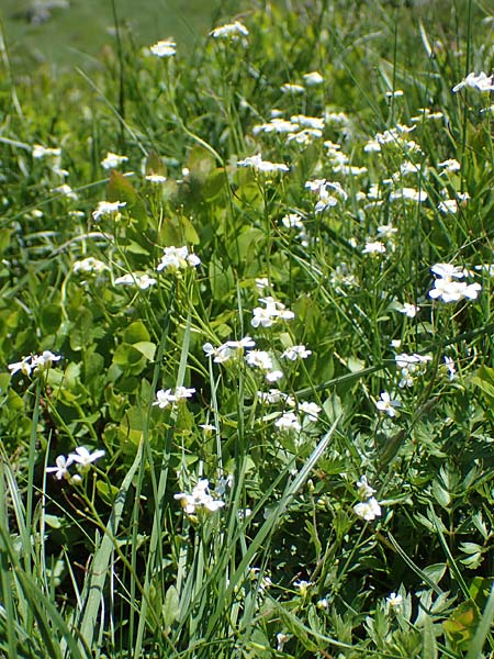 Arabidopsis halleri \ Hallers Schaumkresse / Haller's Rock-Cress, A Kärnten/Carinthia, Koralpe 5.7.2023