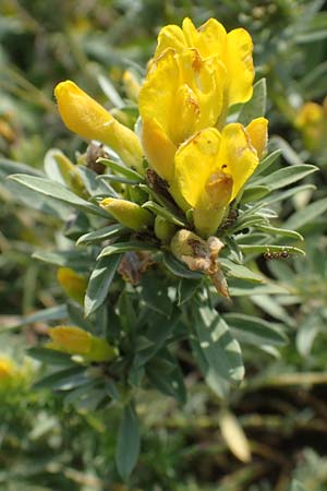 Cytisus austriacus \ sterreichischer Zwerg-Geiklee / Austrian Broom, A Wien 10.7.2023