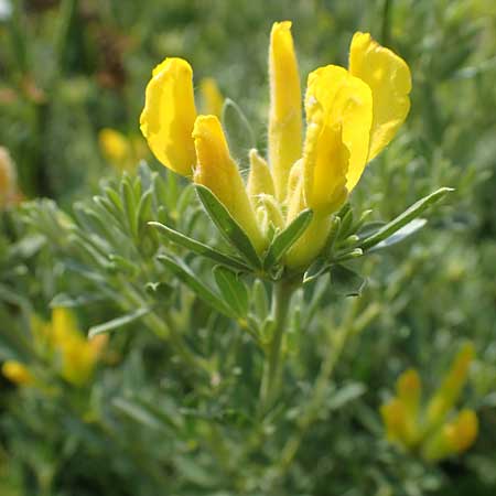 Cytisus austriacus \ sterreichischer Zwerg-Geiklee / Austrian Broom, A Wien 10.7.2023