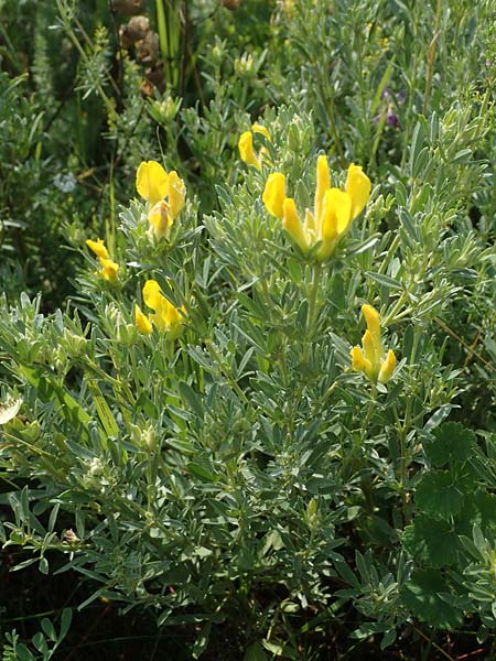 Cytisus austriacus \ sterreichischer Zwerg-Geiklee / Austrian Broom, A Wien 10.7.2023