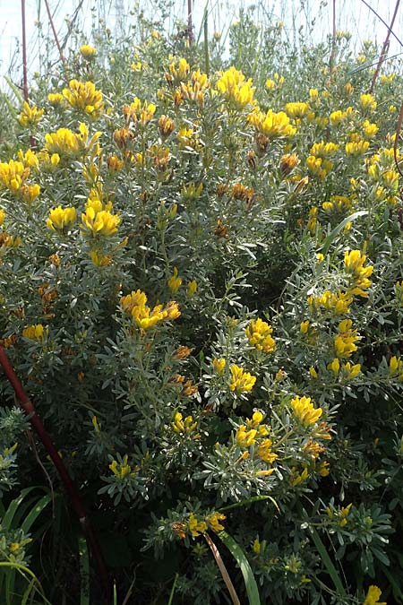 Cytisus austriacus \ sterreichischer Zwerg-Geiklee, A Wien 10.7.2023