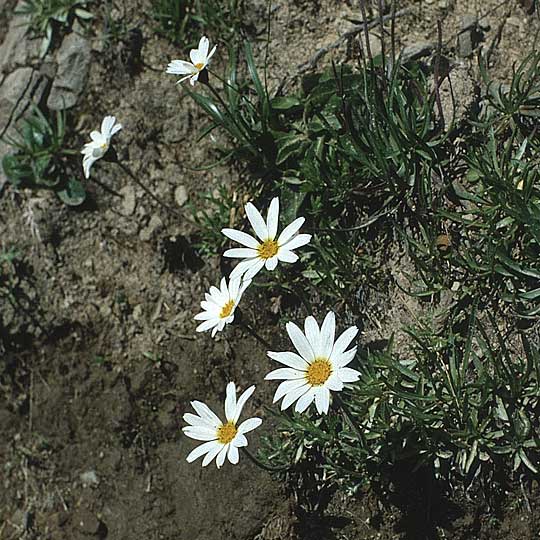 Leucanthemopsis alpina \ Alpen-Margerite / Alpine Moon Daisy, A Widderstein 17.8.1987