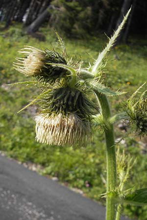 Cirsium carniolicum \ Krainer Kratzdistel / Carniolan Thistle, A Kärnten/Carinthia, Hochobir 1.7.2010