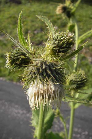 Cirsium carniolicum \ Krainer Kratzdistel / Carniolan Thistle, A Kärnten/Carinthia, Hochobir 1.7.2010