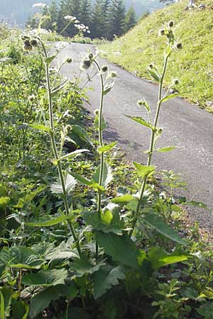 Cirsium carniolicum \ Krainer Kratzdistel / Carniolan Thistle, A Kärnten/Carinthia, Hochobir 1.7.2010