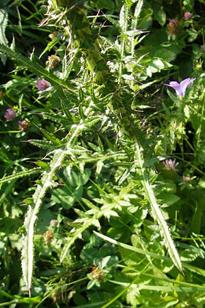 Cirsium palustre \ Sumpf-Kratzdistel / Marsh Thistle, A Malta - Tal / Valley 19.7.2010