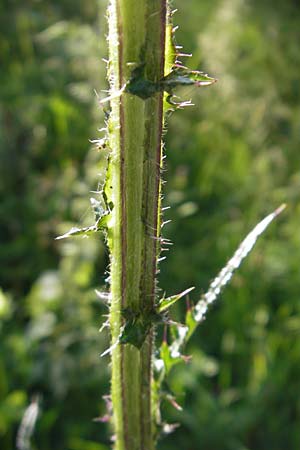 Cirsium palustre \ Sumpf-Kratzdistel, A Malta - Tal 19.7.2010