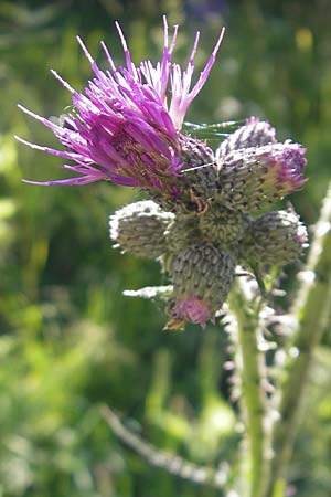 Cirsium palustre \ Sumpf-Kratzdistel / Marsh Thistle, A Malta - Tal / Valley 19.7.2010