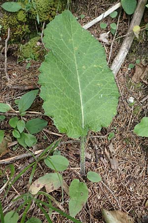 Cirsium waldsteinii \ Waldsteins Kratzdistel, Armkpfige Kratzdistel / Waldstein's Thistle, A Kärnten/Carinthia, Koralpe 9.8.2016