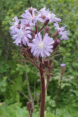 Cicerbita alpina / Alpine Blue Sow-Thistle, A Schneealpe 30.6.2020