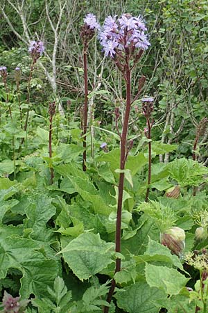 Cicerbita alpina \ Alpen-Milchlattich, Blaue Sau-Distel / Alpine Blue Sow-Thistle, A Schneealpe 30.6.2020