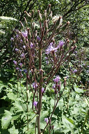Cicerbita alpina \ Alpen-Milchlattich, Blaue Sau-Distel / Alpine Blue Sow-Thistle, A Eisenerzer Reichenstein 28.7.2021