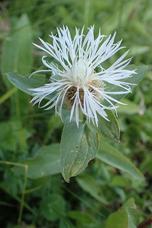 Centaurea pseudophrygia / Wig Knapweed, A Pusterwald 29.7.2021