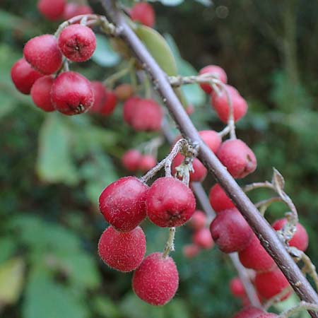 Cotoneaster integerrimus / Wild Cotoneaster, A Perchtoldsdorf 22.9.2022