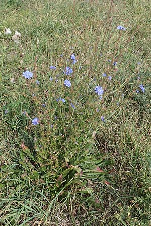 Cichorium intybus \ Gemeine Wegwarte, Zichorie, A Mattersburg 24.9.2022