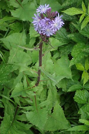 Cicerbita alpina \ Alpen-Milchlattich, Blaue Sau-Distel / Alpine Blue Sow-Thistle, A Kärnten/Carinthia, Koralpe 4.7.2023