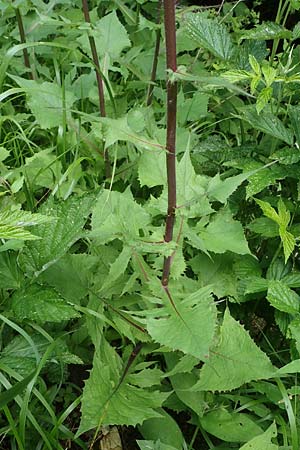 Cicerbita alpina \ Alpen-Milchlattich, Blaue Sau-Distel / Alpine Blue Sow-Thistle, A Kärnten/Carinthia, Koralpe 4.7.2023