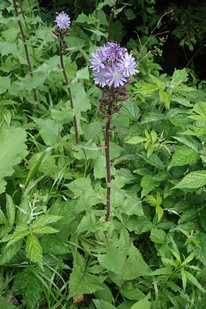 Cicerbita alpina \ Alpen-Milchlattich, Blaue Sau-Distel, A Kärnten, Koralpe 4.7.2023