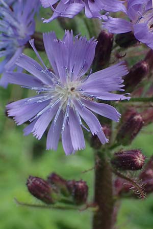 Cicerbita alpina / Alpine Blue Sow-Thistle, A Carinthia, Koralpe 4.7.2023