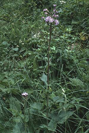 Cicerbita alpina \ Alpen-Milchlattich, Blaue Sau-Distel, A Hinterhornbach 16.7.1987