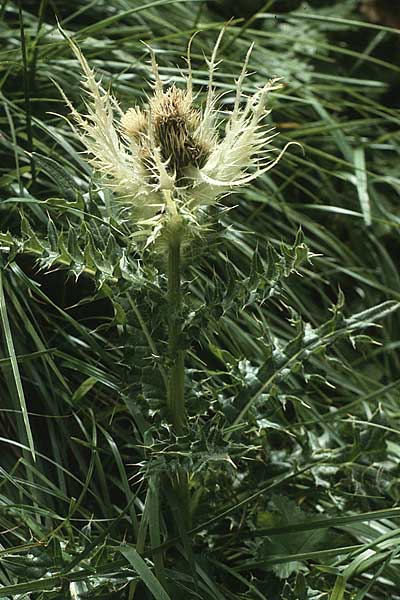 Cirsium spinosissimum \ Stachelige Kratzdistel, A Lechtal, Elbigenalb 16.8.1987