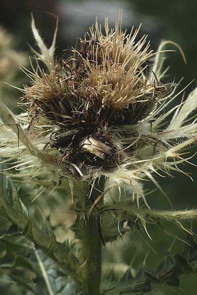 Cirsium spinosissimum \ Stachelige Kratzdistel, A Lechtal, Elbigenalb 16.8.1987