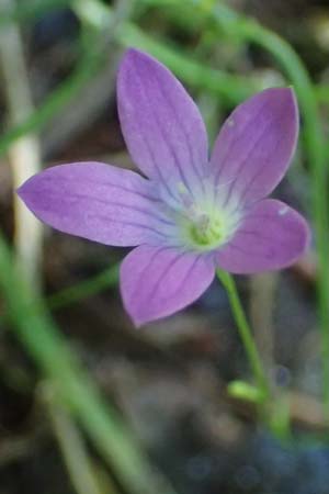 Campanula patula \ Wiesen-Glockenblume / Spreading Bellflower, A Deutschlandsberger Klause 30.6.2022