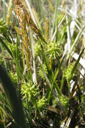 Carex lepidocarpa \ Schuppenfrüchtige Gelb-Segge, A Bregenz 21.4.2007