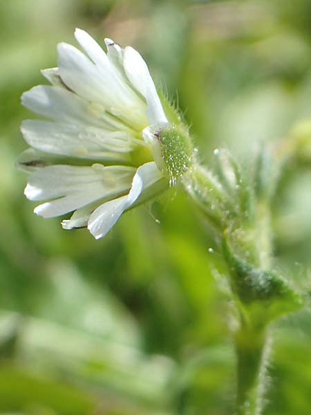 Cerastium lucorum \ Grofrchtiges Hornkraut / Large-Fruit Mouse-Ear, A Kärnten/Carinthia, Petzen 8.8.2016