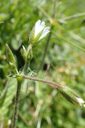 Cerastium lucorum / Large-Fruit Mouse-Ear, A Carinthia, Petzen 8.8.2016