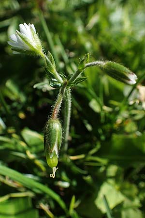 Cerastium lucorum / Large-Fruit Mouse-Ear, A Carinthia, Petzen 8.8.2016