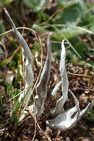 Thamnolia vermicularis \ Wurm-Flechte, Totengebein-Flechte / Whiteworm Lichen, A Wölzer Tauern, Hoher Zinken 26.6.2021