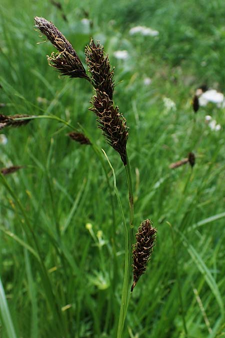 Carex frigida \ Eis-Segge / Ice Sedge, A Pusterwald, Eiskar 29.6.2021