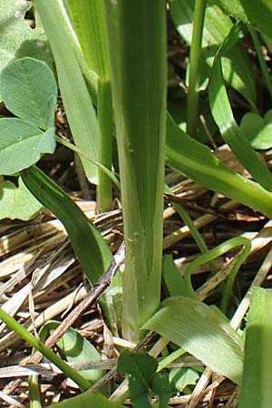 Carex frigida \ Eis-Segge / Ice Sedge, A Pusterwald, Eiskar 29.6.2021